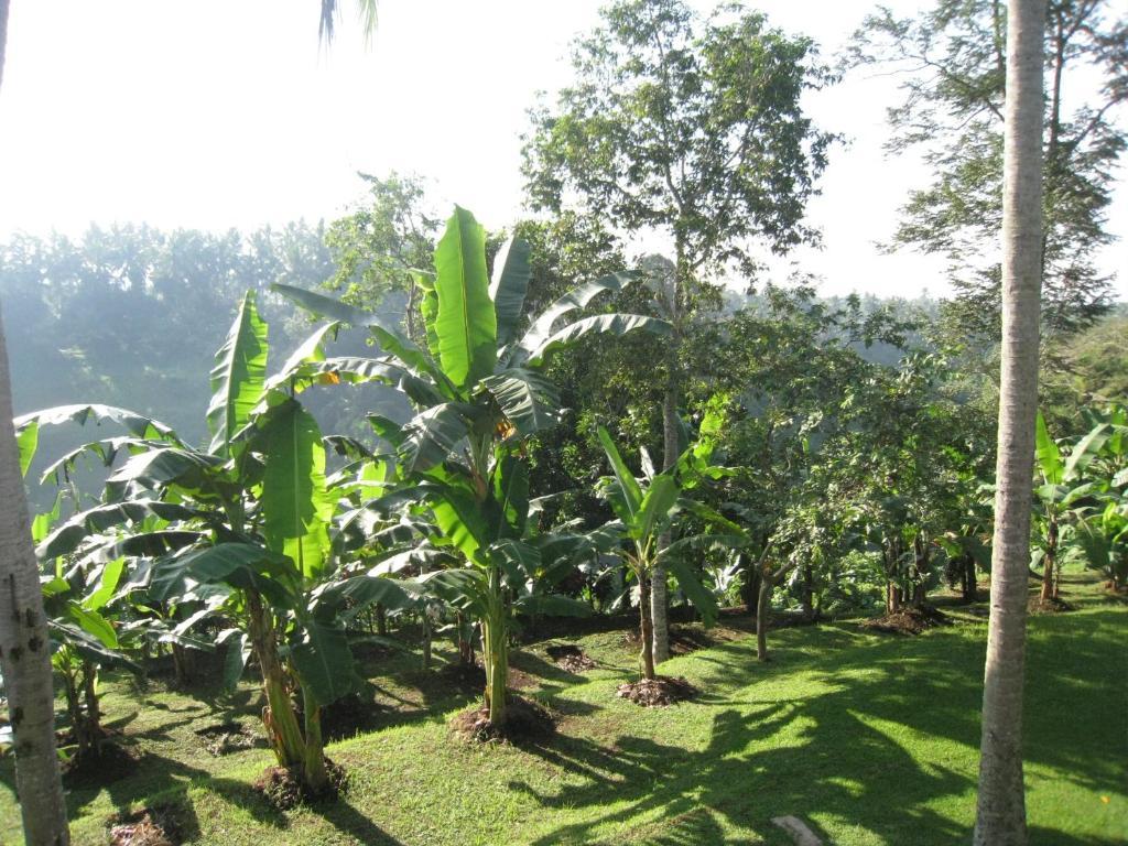 Sanggingan Villa Ubud Kamer foto
